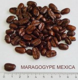 Кофе в зернах СВЕЖЕЙ ОБЖАРКИ Esperanto MARAGOGYPE MEXICA (Эсперанто Марагоджип Мексика), моносорт, 0,5 кг, вакуумная упаковка