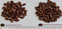 Кофе в зернах СВЕЖЕЙ ОБЖАРКИ Esperanto MARAGOGYPE MEXICA (Эсперанто Марагоджип Мексика), моносорт, 0,5 кг, вакуумная упаковка