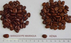 Кофе в зернах СВЕЖЕЙ ОБЖАРКИ Esperanto KENYA AA (Эсперанто Кения АА), моносорт, 0,5 кг, вакуумная упаковка